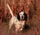 Contrasto agli avvelenamenti degli animali: gioved� 31 maggio incontro pubblico ...