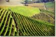 Presentato il 'Valtidone Wine Festival' Una ricchissima rassegna di degustazione...